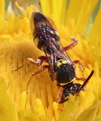 Nomada texana