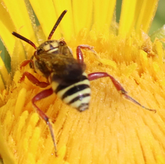 Nomada texana