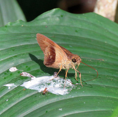 Calpodes longirostris