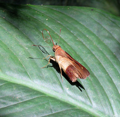 Calpodes longirostris