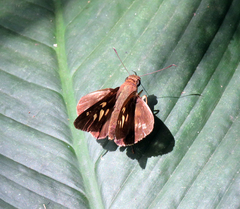 Calpodes longirostris