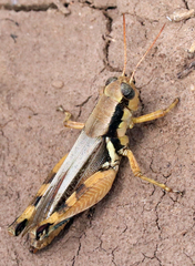 Melanoplus glaucipes
