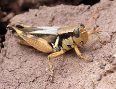 Melanoplus glaucipes