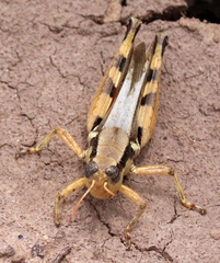 Melanoplus glaucipes