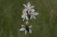 Chlorophytum fasciculatum