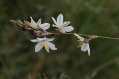 Chlorophytum fasciculatum