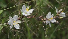 Chlorophytum fasciculatum