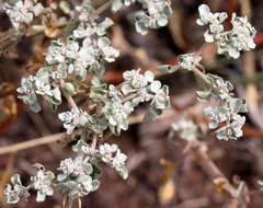 Tidestromia lanuginosa