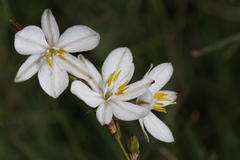 Chlorophytum fasciculatum