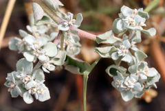 Tidestromia lanuginosa