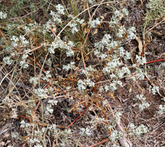 Tidestromia lanuginosa