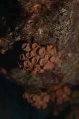 Tubastraea coccinea image