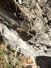 Rhionaeschna absoluta