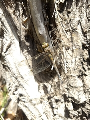 Rhionaeschna absoluta