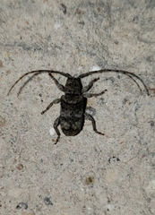 Ecyrus