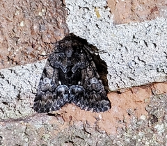Chytonix