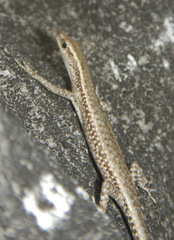 Cryptoblepharus novocaledonicus
