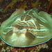 Fiddler Rays - Photo (c) Richard Ling, some rights reserved (CC BY-NC-ND)