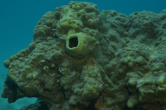Millepora exaesa