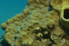 Millepora exaesa