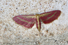 Leptostales laevitaria