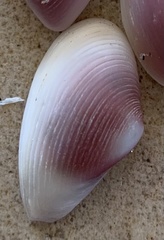 Caryocorbula ovulata