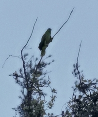 Amazona autumnalis