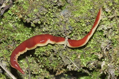 Arthurdendyus testaceus