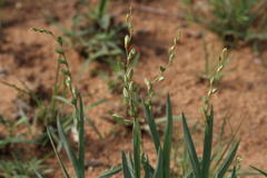 Chlorophytum transvaalense