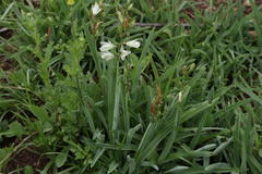 Chlorophytum transvaalense