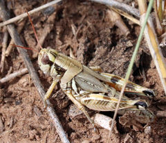 Melanoplus lakinus