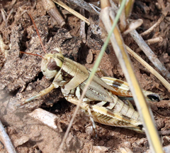 Melanoplus lakinus