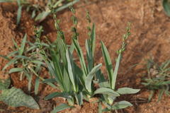 Chlorophytum transvaalense
