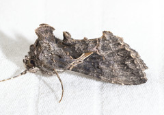 Ctenoplusia oxygramma