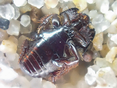 Hypocaccus lucidulus