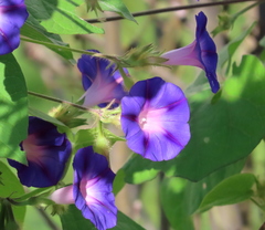 Ipomoea purpurea