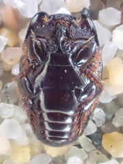 Hypocaccus lucidulus