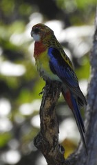 Platycercus eximius x adscitus