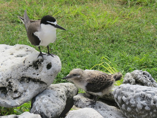 Charrán embridado (Onychoprion anaethetus)