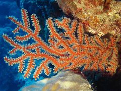Astrogorgia dumbea