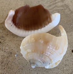 Semicassis centiquadrata