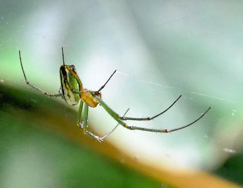 Greenbanded Vlei Spider