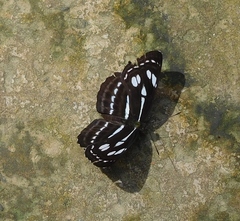 Neptis duryodana