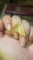 Prochoerodes truxaliata