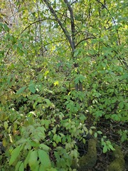 Cornus glabrata
