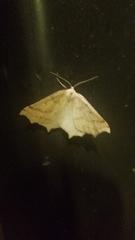 Prochoerodes truxaliata