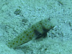 Amblyeleotris guttata