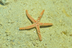 Fromia heffernani