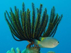 Pomacentrus lepidogenys