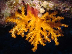 Chironephthya